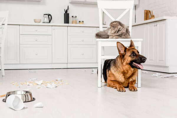 cute German Shepherd lying on floor and grey cat lying on chair in messy kitchen