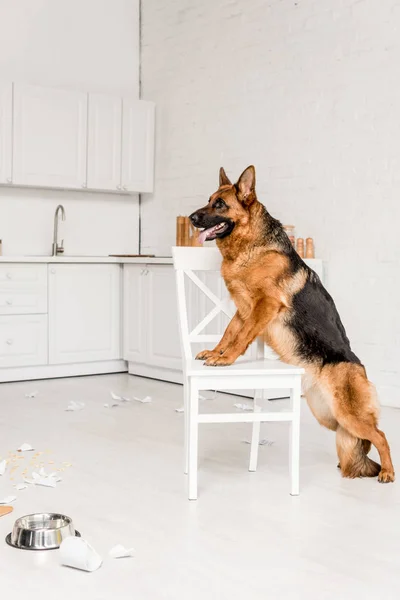 Side View Cute German Shepherd Standing White Chair Messy Kitchen — Stock Photo, Image