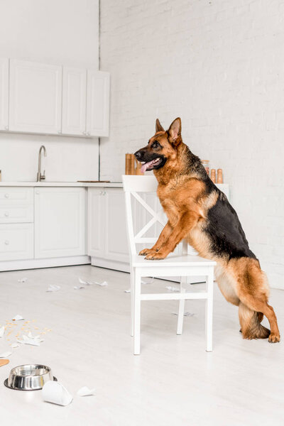 side view of cute German Shepherd standing on white chair in messy kitchen