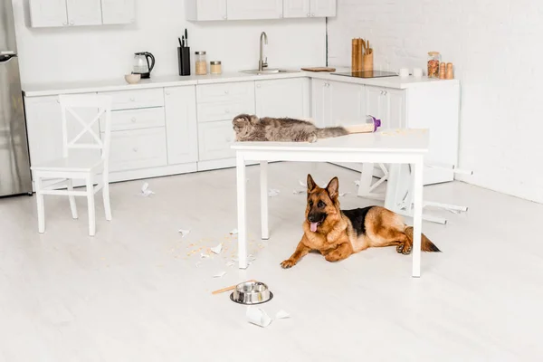 Cute Grey Cat Lying White Table German Shepherd Lying Floor — Stock Photo, Image