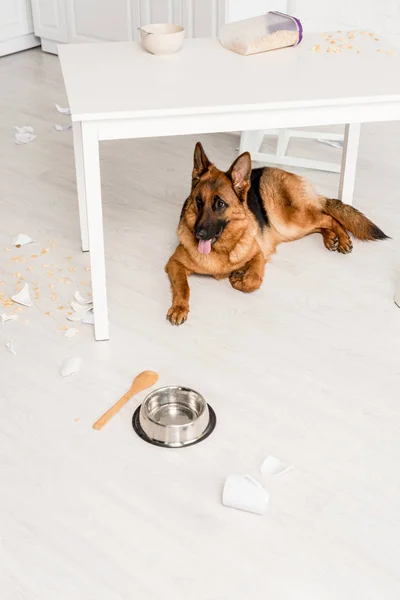 Cute German Shepherd Lying Table Floor Looking Away Messy Kitchen — Stock Photo, Image