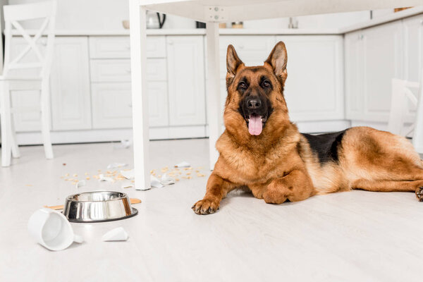  cute German Shepherd lying on floor and looking at camera in messy kitchen