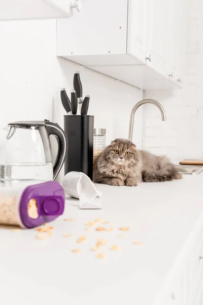 Selective Focus Cute Grey Cat Lying White Surface Messy Kitchen — Stock Photo, Image