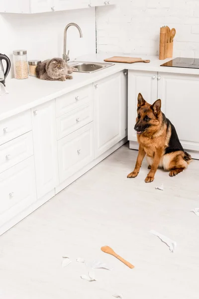 Cute Grey Cat Lying White Surface German Shepherd Sitting Floor — Stock Photo, Image