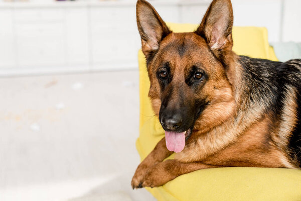 selective focus of cute German Shepherd lying on bright yellow sofa