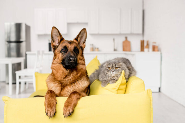 Lindo Pastor Alemán Gris Gato Acostado Brillante Sofá Amarillo Apartamento — Foto de Stock