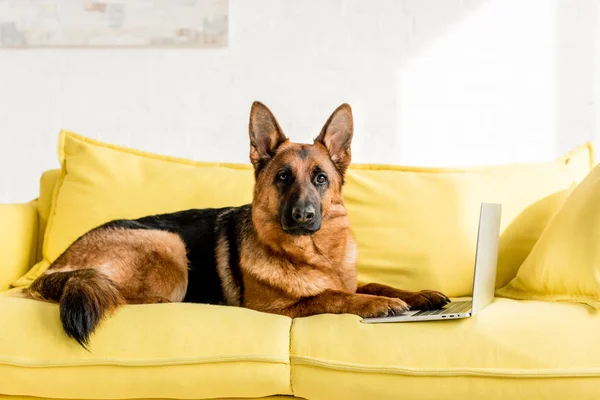 Cute German Shepherd Lying Bright Yellow Couch Laptop Apartment — Stock Photo, Image