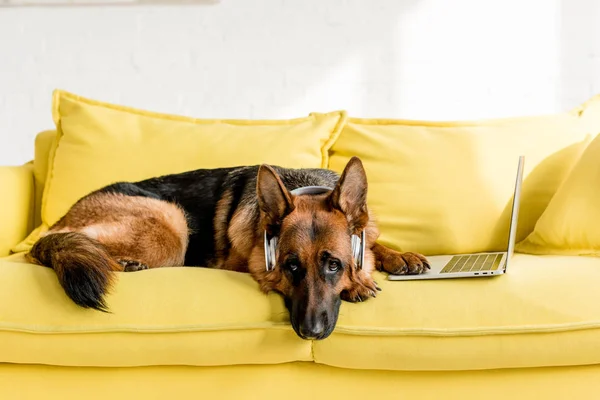 Cute German Shepherd Headphones Lying Bright Yellow Couch Laptop Apartment — Stock Photo, Image