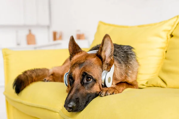 Cute German Shepherd Headphones Lying Bright Yellow Couch Apartment — Stock Photo, Image