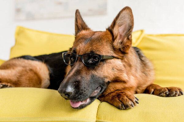 selective focus of cute German Shepherd in glasses lying on bright yellow couch in apartment 