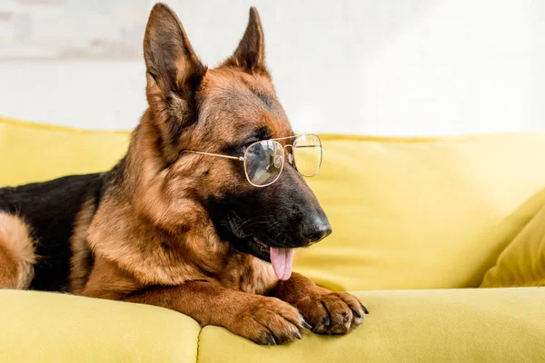 Netter Schäferhund Brille Liegt Auf Leuchtend Gelbem Sofa Wohnung — Stockfoto