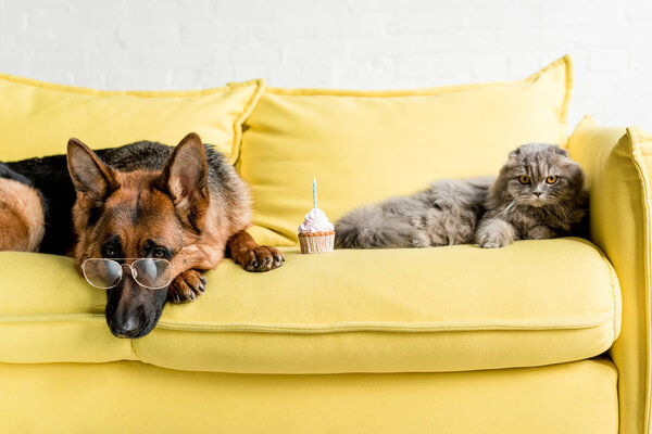cute German Shepherd in glasses and grey cat lying on bright yellow couch with birthday cupcake in apartment