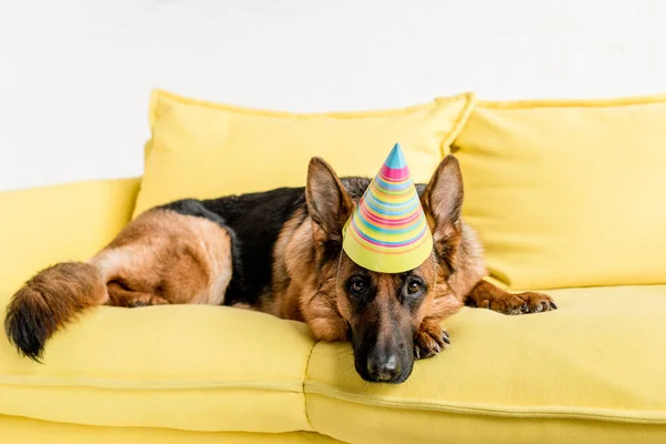 Cute German Shepherd Party Cap Lying Bright Yellow Couch Apartment — Stock Photo, Image