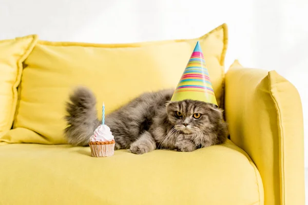 cute and grey cat in party cap lying on bright yellow couch with birthday cupcake in apartment