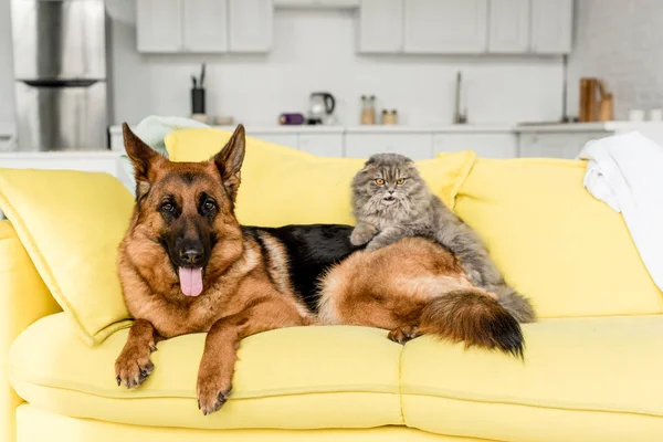 Cute and grey cat and dog lying on yellow sofa in messy apartment — Stock Image Cute Grey Cat Dog Lying Yellow Sofa Messy Apartment Stock Photo