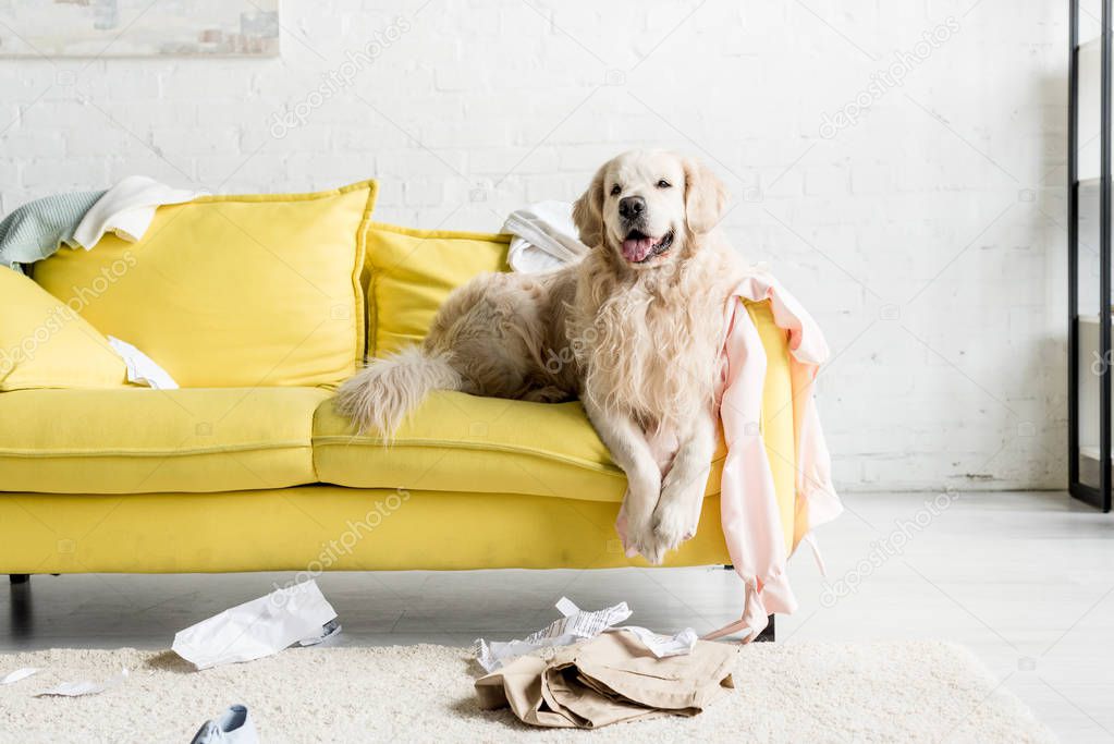 cute golden retriever lying on yellow sofa in messy apartment 