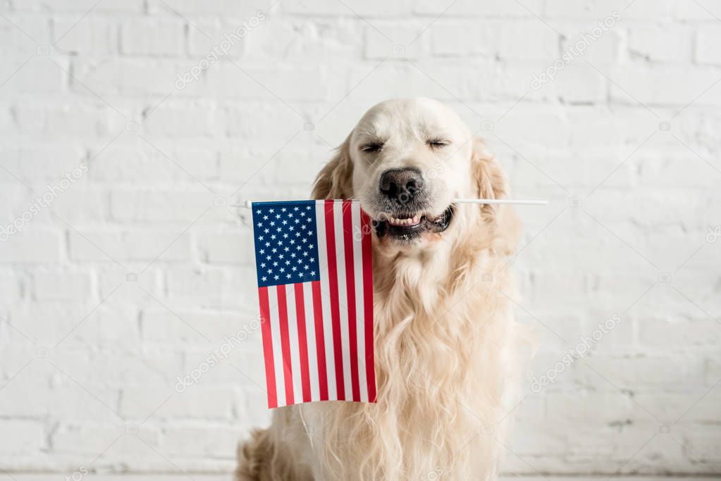 cute golden retriever with closed eyes holding american flag  