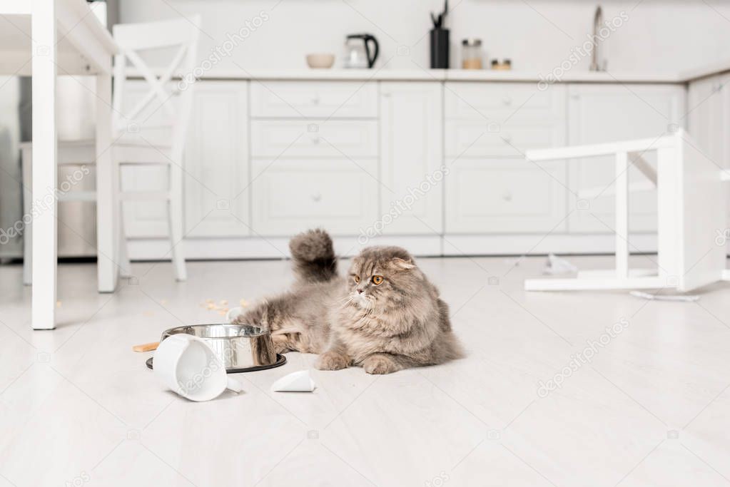 cute and grey cat lying on floor and looking away in messy kitchen