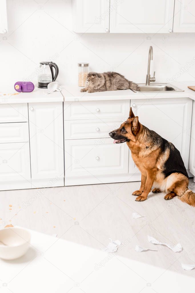 cute and grey cat lying on white surface and German Shepherd sitting on floor in messy kitchen