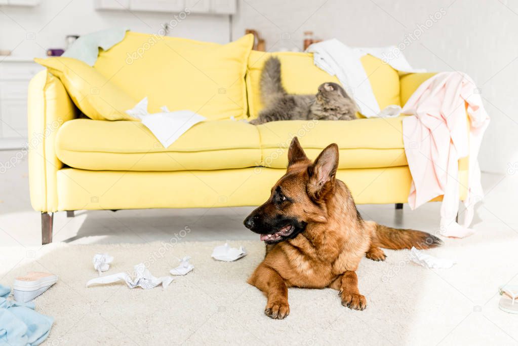 cute and grey cat lying on yellow sofa and German Shepherd lying on floor in messy apartment 