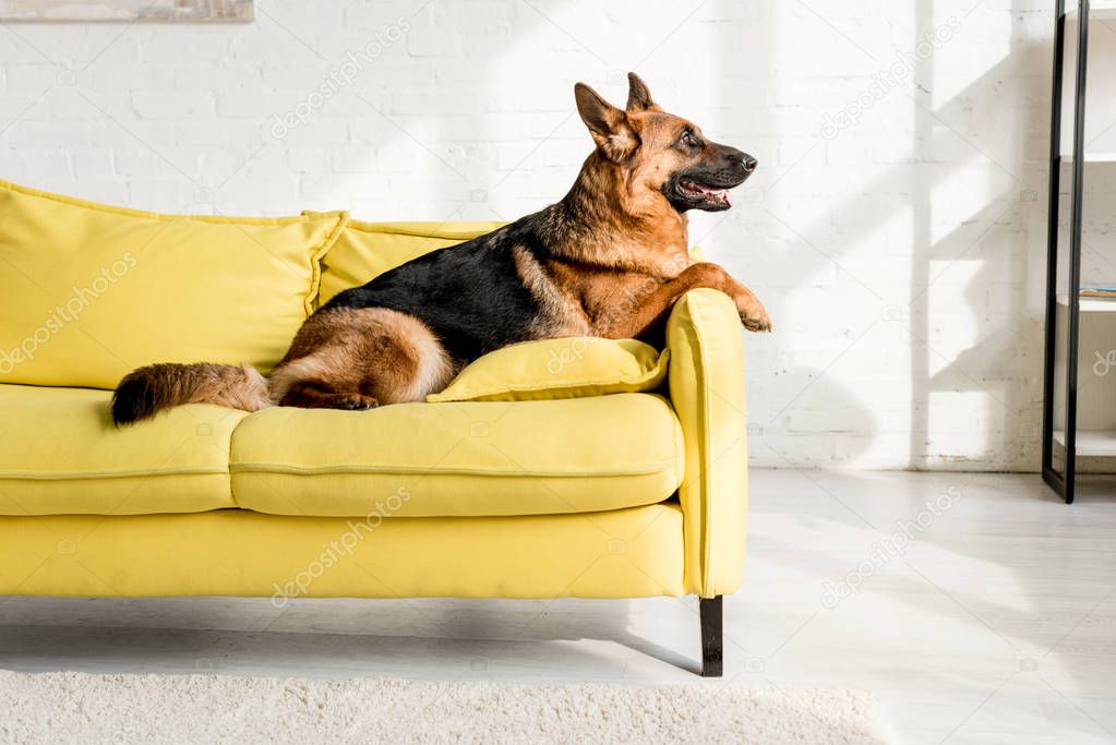 side view of cute German Shepherd lying on bright yellow sofa in apartment 