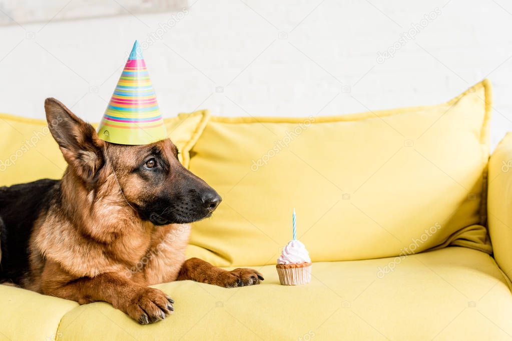 cute German Shepherd in party cap lying on bright yellow couch with birthday cupcake in apartment