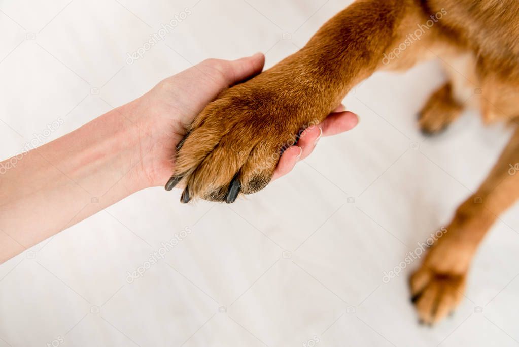 selective focus of adult woman holding dog paw in apartment 