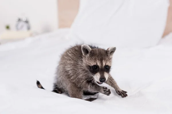 Cute Furry Raccoon Sitting White Bedding Bedroom — Stock Photo, Image