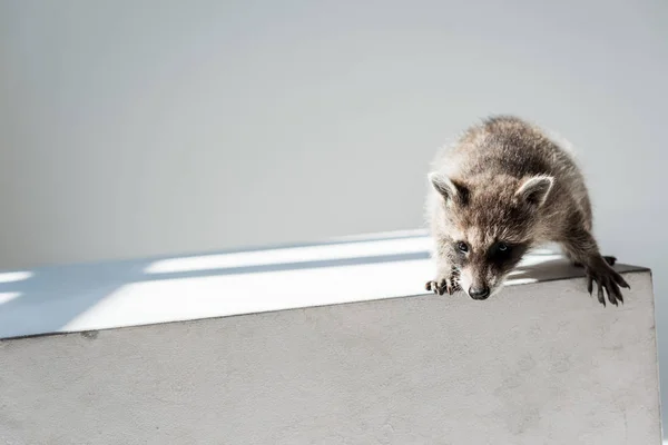 Cute Furry Raccoon Funny Muzzle Grey Background — Stock Photo, Image