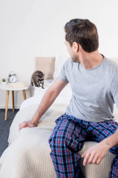 パジャマの男の近くの寝具のかわいい毛皮で囲まれるアライグマの選択的焦点 — ストック写真