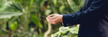 panoramic shot of businessman in suit holding green sprout and ground in hands in orangery clipart
