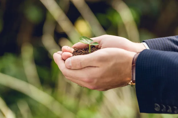 Vista Cortada Empresário Segurando Broto Verde Chão Mãos Orangery — Fotografia de Stock