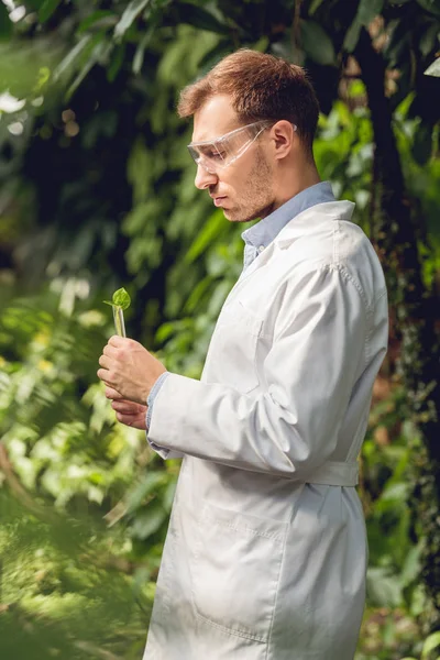 Cientista Bonito Casaco Branco Óculos Examinando Plantas Orangery — Fotografia de Stock