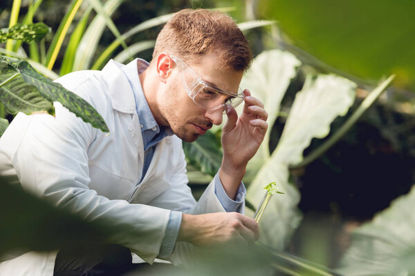 handsome scientist in white coat and goggles taking plant sample in flask in orangery