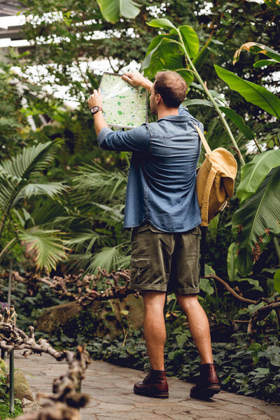 back view of traveler with backpack holding map and walking in green tropical forest