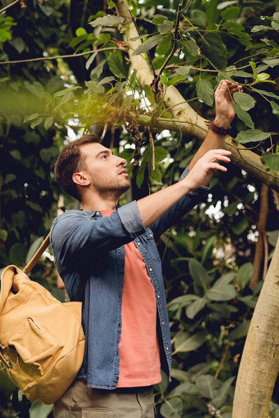 Путешественник с рюкзаком трогает ветки деревьев в тропическом лесу
