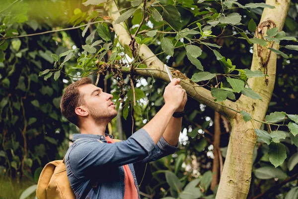 Viajero Con Mochila Tomando Foto Del Árbol Teléfono Inteligente Bosque — Foto de Stock