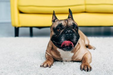 sevimli Fransız Bulldog dil gösteren ve evde halı üzerinde yatıyor