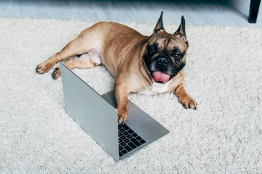 Dizüstü yakın halı üzerinde yatarken dil gösteren Fransız Bulldog