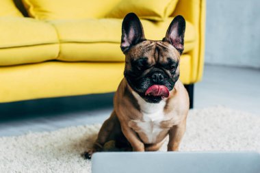 halı üzerinde yatarken ve Laptop bakarak sevimli Fransız Bulldog dil gösteren
