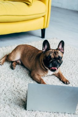 güzel Fransız Bulldog halı üzerinde yatıyor ve laptop bakıyor