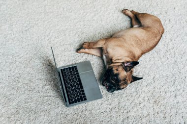 evde laptop yakın halı üzerinde yatan çok güzel Fransız Bulldog 