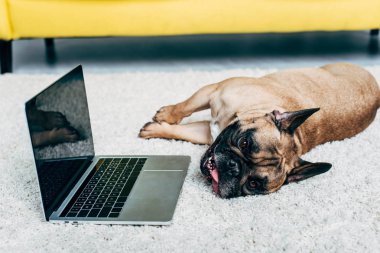güzel Fransız Bulldog boş ekran ile Laptop yakın halı üzerinde yatıyor 