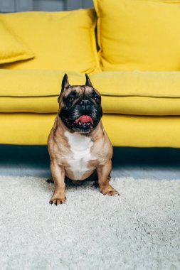 evde sarı kanepe yakın halı üzerinde otururken dil gösteren çok güzel Fransız Bulldog