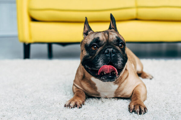 cute french bulldog showing tongue and lying on carpet at home