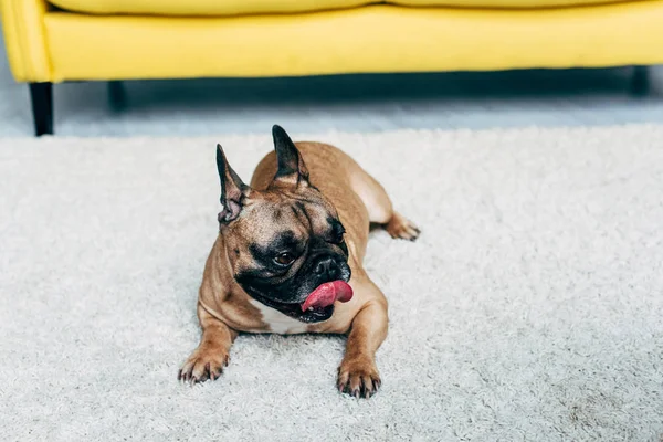 Söt Fransk Bulldog Visar Tungan Medan Liggande Mattan Hemma — Stockfoto