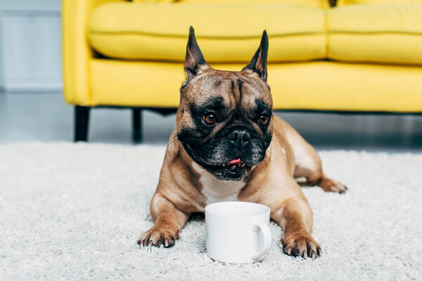 cute french bulldog lying on carpet near cup at home