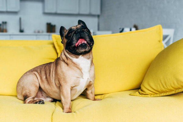 cute french bulldog sitting on yellow sofa near pillows at home