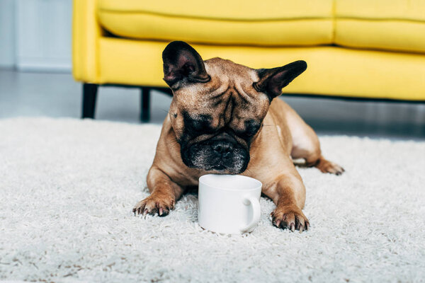 cute french bulldog lying on carpet and looking at cup of coffee 