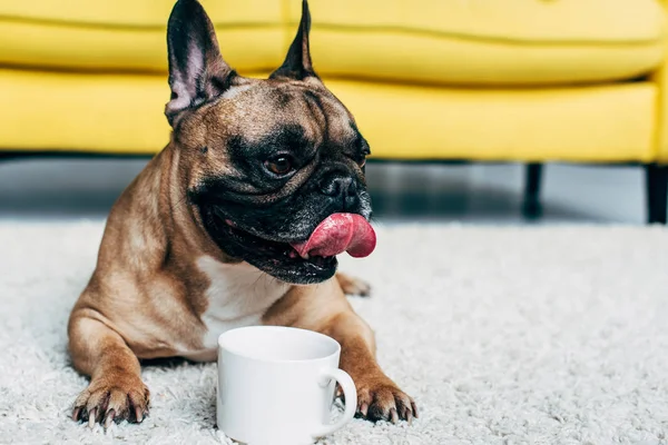 Bonito Francês Bulldog Mostrando Língua Enquanto Deitado Tapete Perto Xícara — Fotografia de Stock